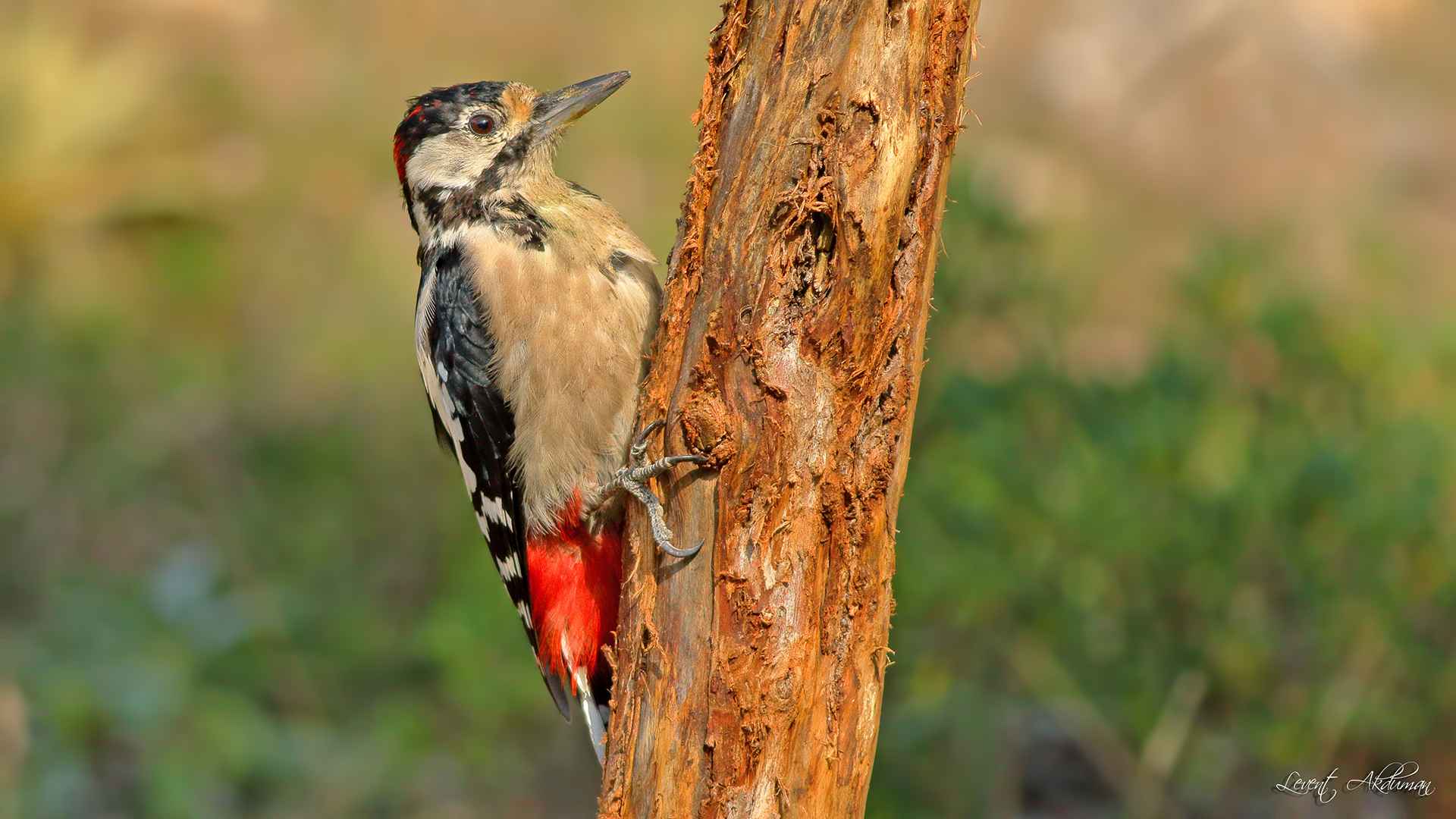 Great Spotted Woodpecker
